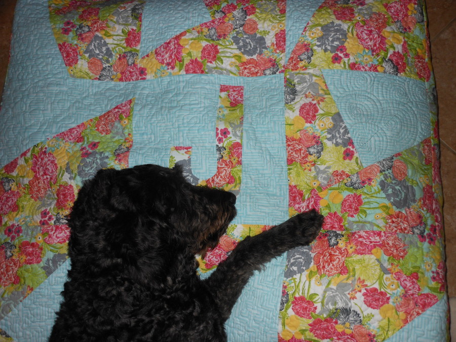 Juki on her J dog bed